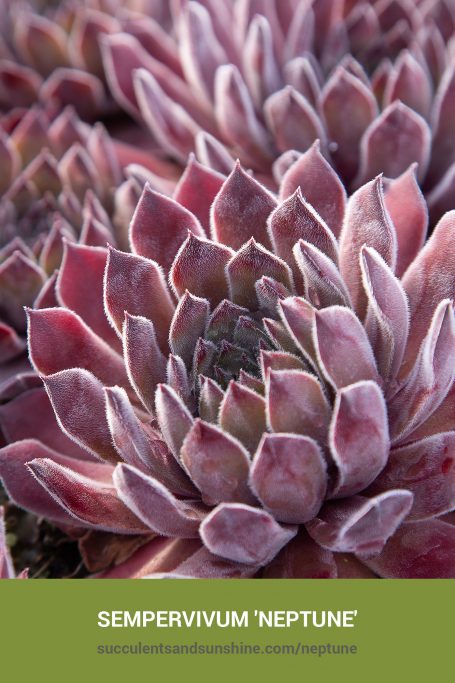 How to care for and propagate Sempervivum 'Neptune'