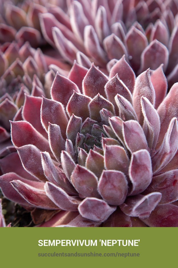 How to care for and propagate Sempervivum 'Neptune'