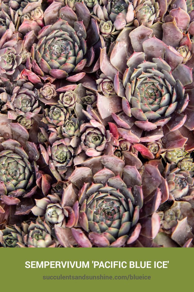 How to care for and propagate Sempervivum 'Pacific Blue Ice'