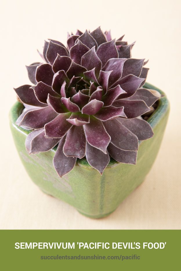 https://succulentsandsunshinecom.bigscoots-staging.com/wp-content/uploads/2021/05/How-to-care-for-and-propagate-Sempervivum-Pacific-Devils-Food.jpg