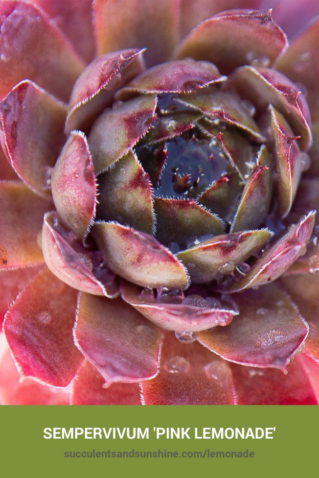 How to care for and propagate Sempervivum 'Pink Lemonade'