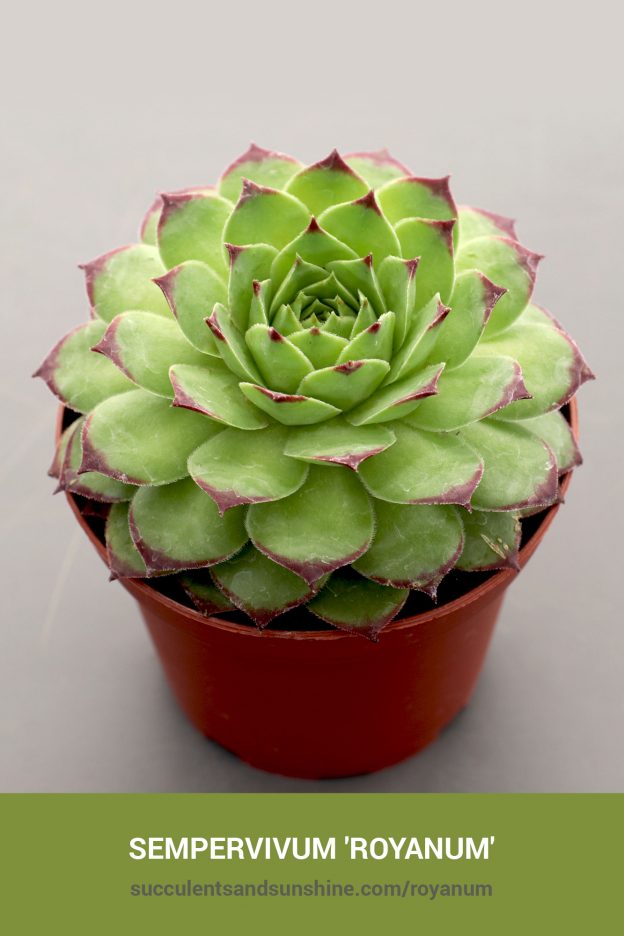 How to care for and propagate Sempervivum 'Royanum'