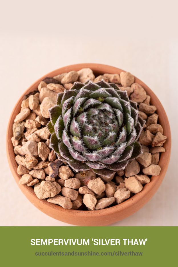 How to care for and propagate Sempervivum 'SIlver Thaw'