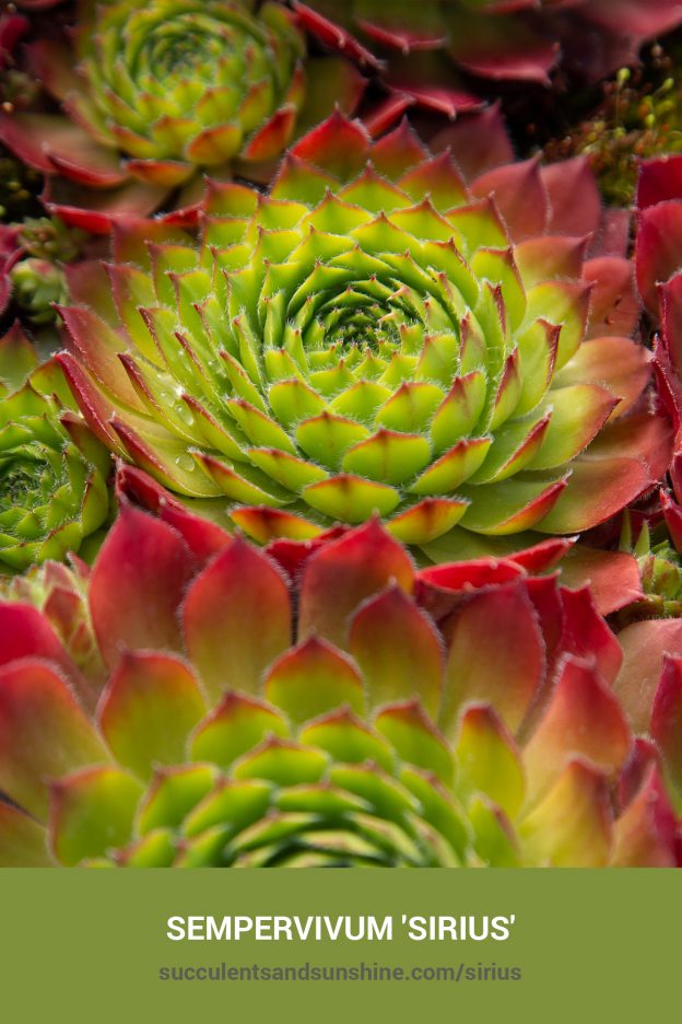 How to care for and propagate Sempervivum 'Sirius'