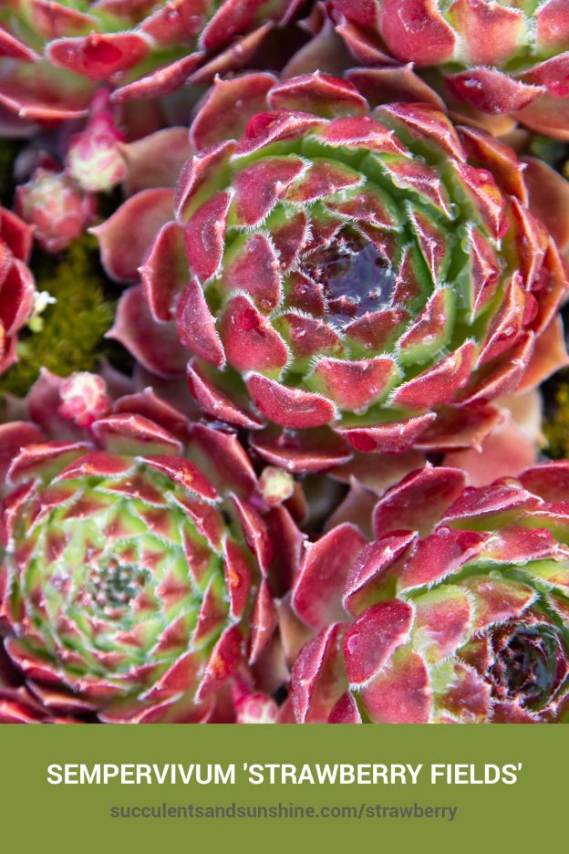 How to care for and propagate Sempervivum 'Strawberry Fields'