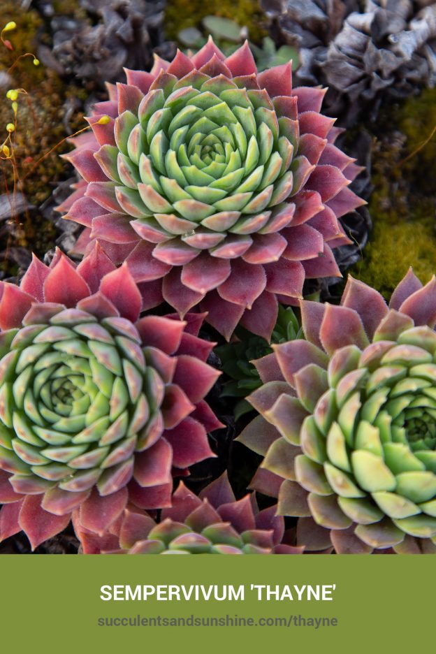 How to care for and propagate Sempervivum 'Thayne'