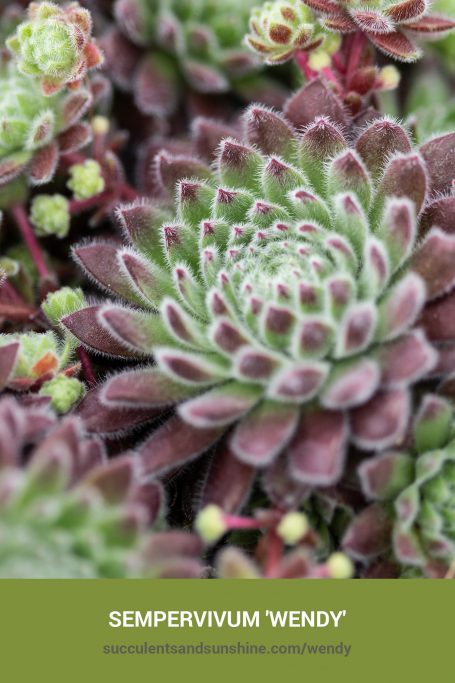 How to care for and propagate Sempervivum 'Wendy'