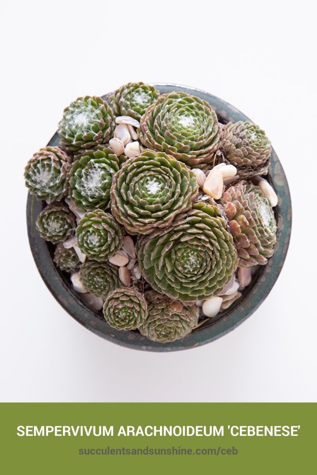 How to care for and propagate Sempervivum arachnoideum 'Cebenese'