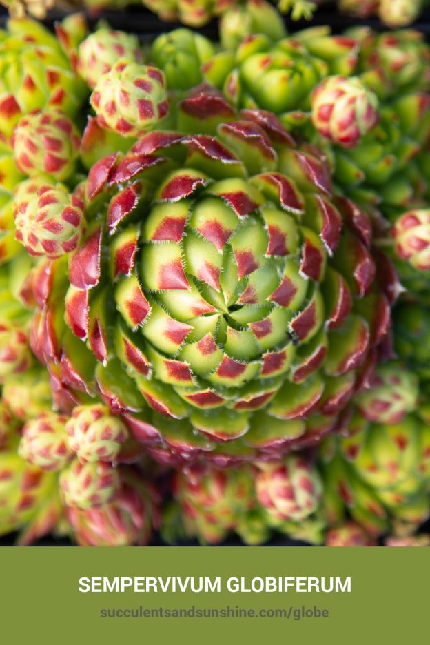 How to care for and propagate Sempervivum globiferum