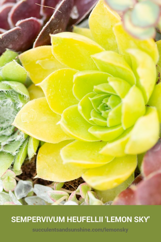 How to care for and propagate Sempervivum heufellii 'Lemon Sky'