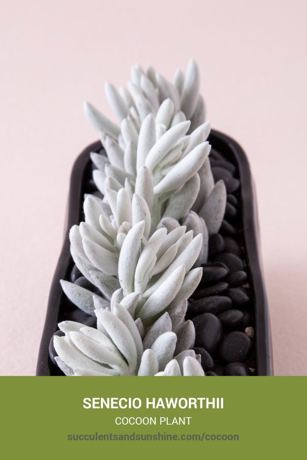 How to care for and propagate Senecio haworthii Cocoon Plant