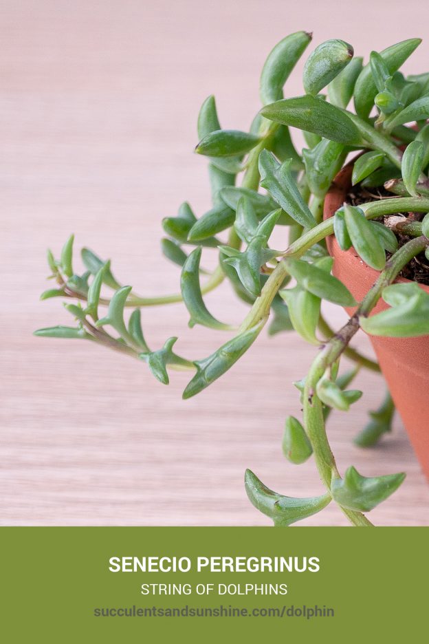 How to care for and propagate Senecio peregrinus String of Dolphins