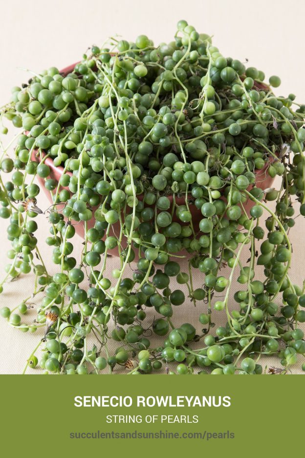 How to care for and propagate Senecio rowleyanus String of Pearls