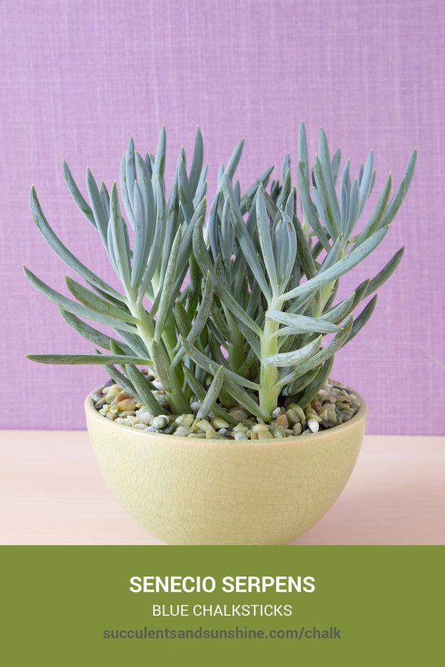 How to care for and propagate Senecio serpens Blue Chalksticks