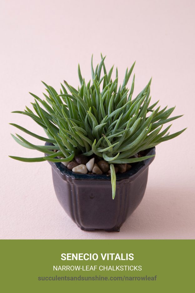 How to care for and propagate Senecio vitalis Blue Chalk Fingers