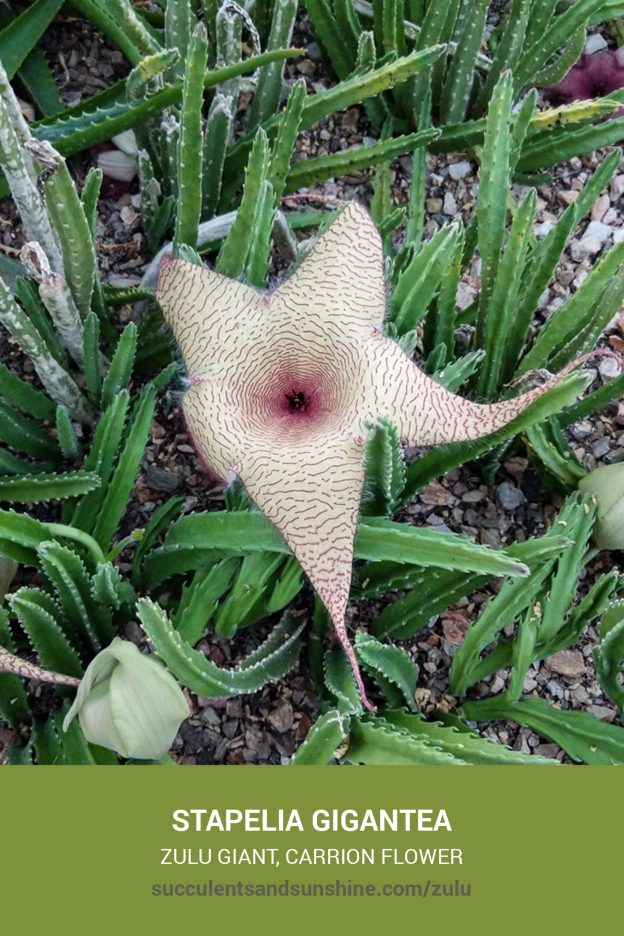 How to care for and propagate Stapelia gigantea