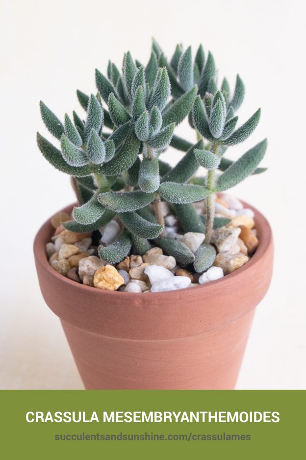 How to care for and propagate mesembryanthemoides