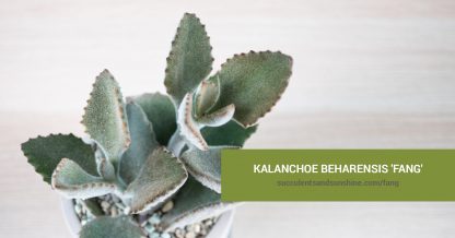 Kalanchoe beharensis 'Fang' care and propagation information