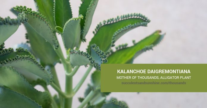 Kalanchoe daigremontiana care and propagation information