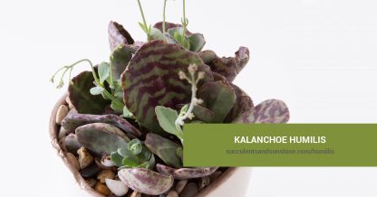 Kalanchoe humilis care and propagation information