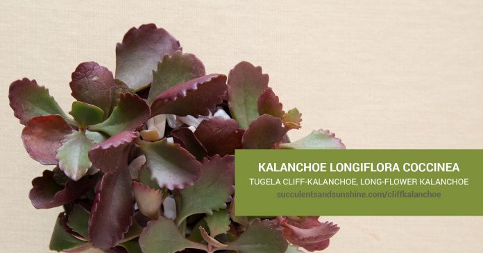 Kalanchoe longiflora coccinea care and propagation information