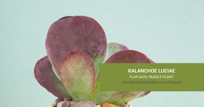 Kalanchoe luciae Flapjack care and propagation information