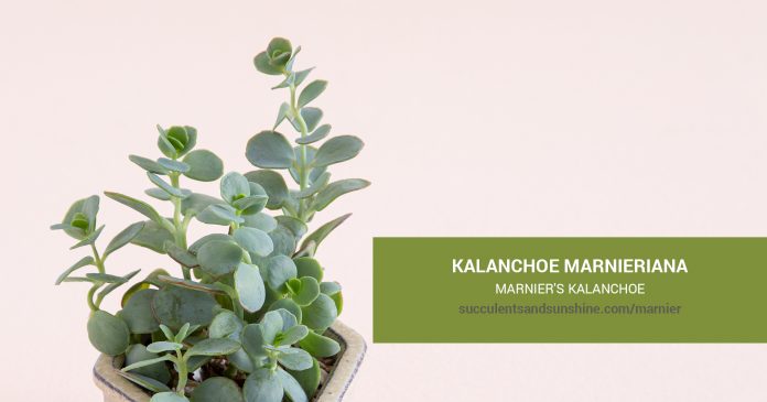 Kalanchoe marnieriana Marnier's Kalanchoecare and propagation information