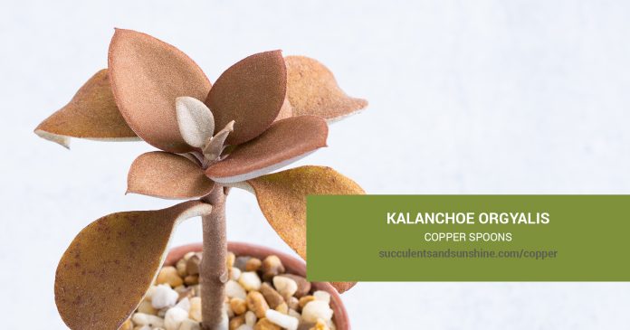 Kalanchoe orgyalis Copper Spoons care and propagation information