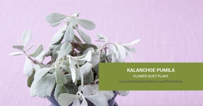 Kalanchoe pumila Flower Dust Plant care and propagation information