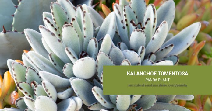 Kalanchoe tomentosa Panda Plant care and propagation information