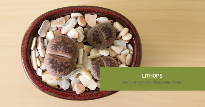 Lithops care and propagation information