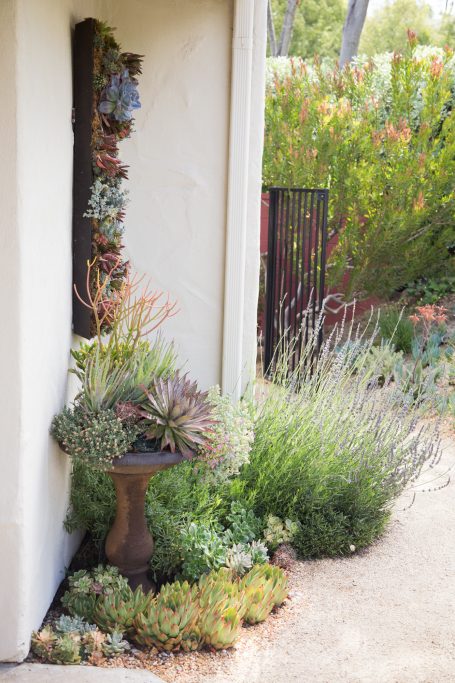 small space colorful succulent garden california birdbath mangave echeveria euphorbia