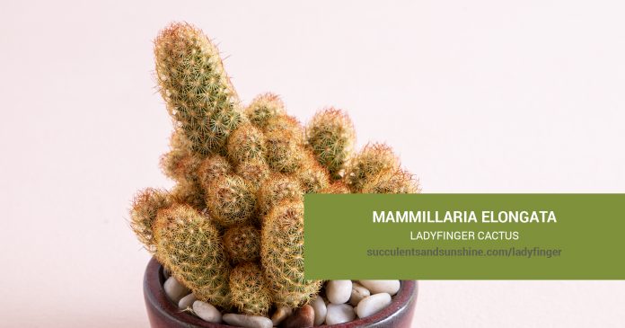 Mammillaria elongata Ladyfinger Cactus care and propagation information