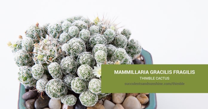 Mammillaria gracilis fragilis Thimble care and propagation information