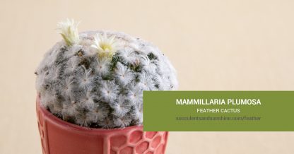 Mammillaria plumosa 'Feather Cactus' care and propagation information