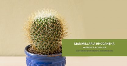 Mammillaria rhodantha Rainbow Pincushion care and propagation information