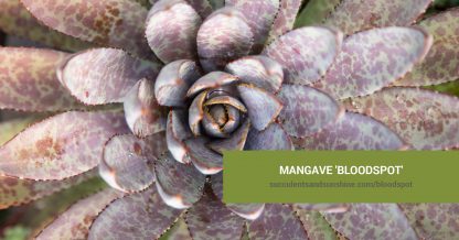 Mangave 'Bloodspot' care and propagation information