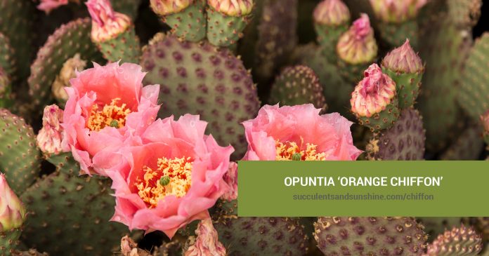 Opuntia 'Orange Chiffon' care and propagation information