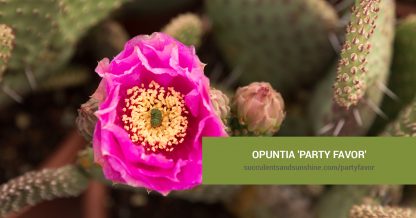 Opuntia 'Party Favor' care and propagation information