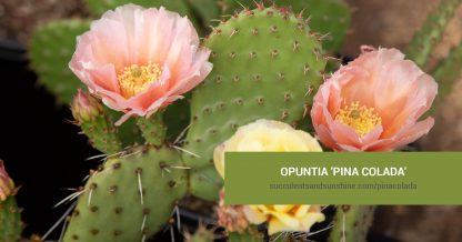 Opuntia 'Pina Colada' care and propagation information