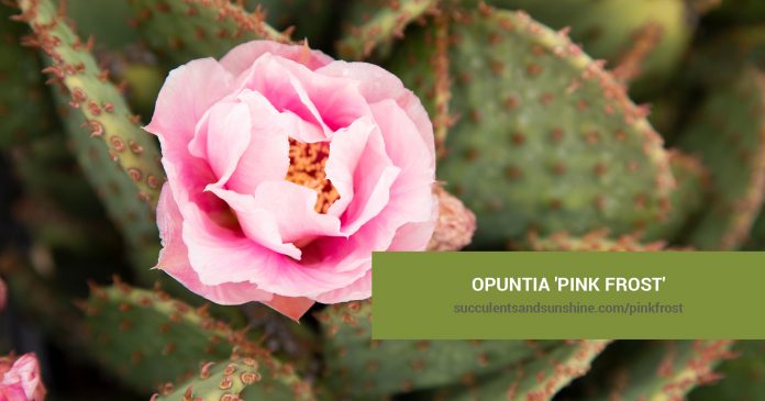 Opuntia 'Pink Frost' care and propagation information