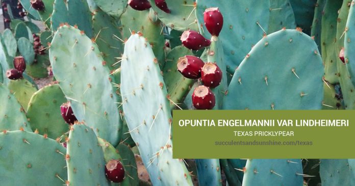 Opuntia engelmannii care and propagation information