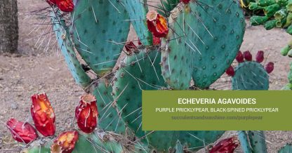 Opuntia macrocentra Black-spined Pricklypear care and propagation information