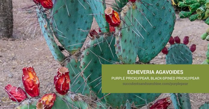 Opuntia macrocentra Black-spined Pricklypear care and propagation information