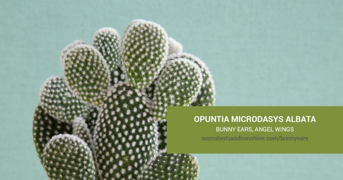 Opuntia microdasys albata Bunny Ears care and propagation information