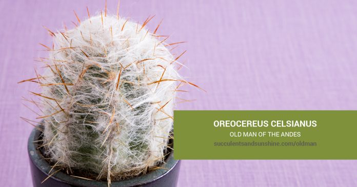 Oreocereus celsianus Old Man of the Andes care and propagation information