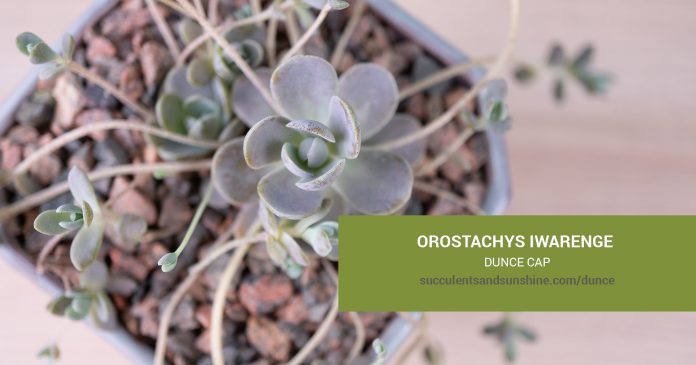 Orostachys iwarenge Dunce Cap care and propagation information