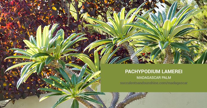 Pachypodium lamerei Madagascar Palm care and propagation information