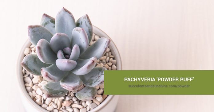 Pachyveria 'Powder Puff' care and propagation information