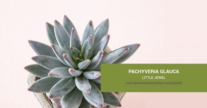 Pachyveria glauca Little Jewel care and propagation information